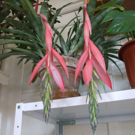 Billbergia